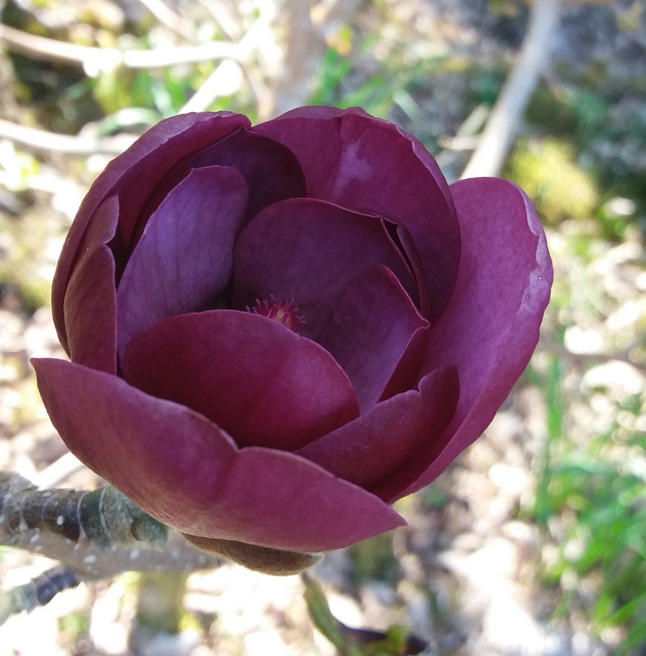 M. 'Genie'